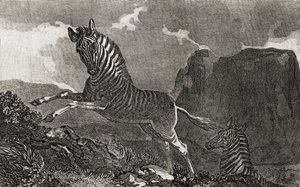 Quagga